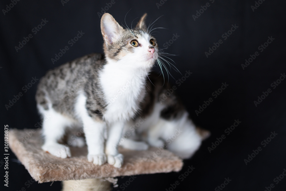 Domestic cat on the scratching post