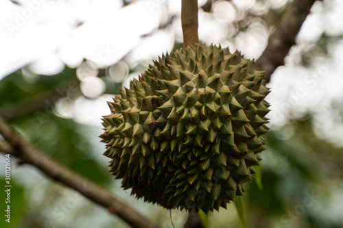 Durian - king of tropical fruit  on a tree branch in the orchard. Fresh durian on a tree in gardening system. Durian plantation. Durian can grow in suitable conditions. Special and useful plant.