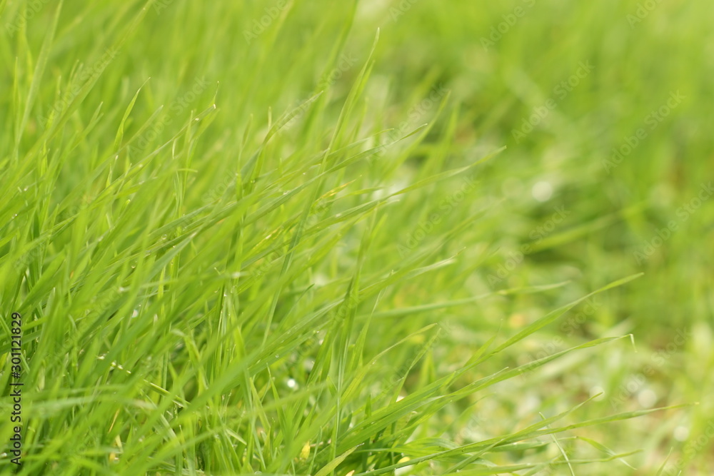 natural floral background with fresh green grass natural floral background with fresh green grass