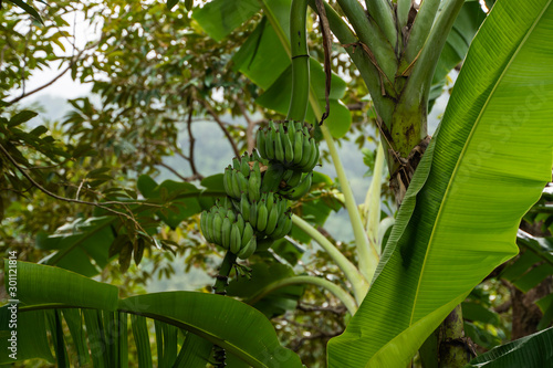 Babana tree in the garden. Green Raw Organic Banana Cluster hanging down from trees in a bunch, bunch of babana - bananas. The banana tree and a lot of big banana. photo