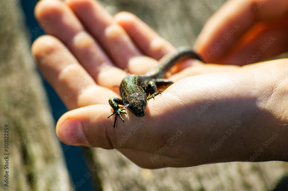 Obraz premium lizard basks in the sun