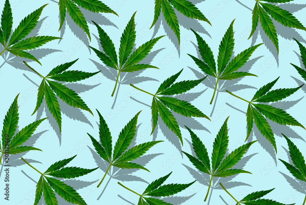 Marijuana leaf pattern. Blue background