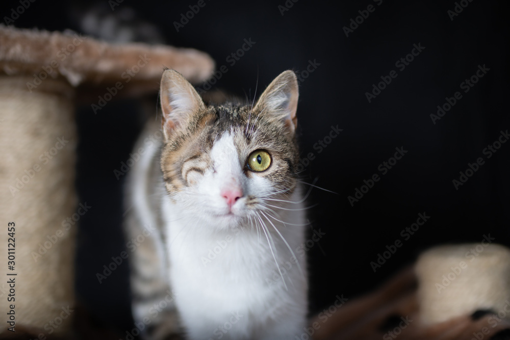 Playful domestic cat posing for a photo on the scratching post 