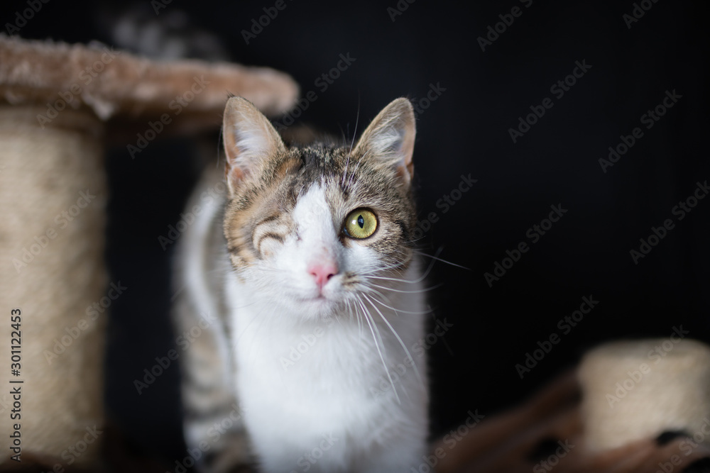 Playful domestic cat posing for a photo on the scratching post Playful domestic cat posing for a photo on the scratching post