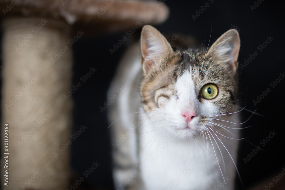 Playful domestic cat posing for a photo on the scratching post 