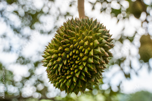 Durian - king of tropical fruit, on a tree branch in the orchard. Fresh durian on a tree in gardening system. Durian plantation. Durian can grow in suitable conditions. Special and useful plant.