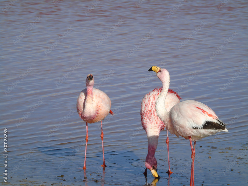 Pink flamingo, in Laguna Colorada in Potosi Bolivia