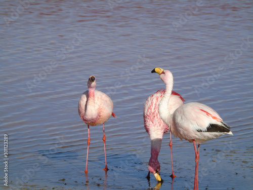 Pink flamingo, in Laguna Colorada in Potosi Bolivia