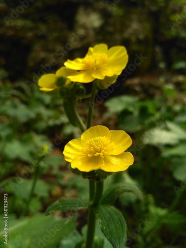 Yellow flowers. Yellow flowers on green grass background in the wild