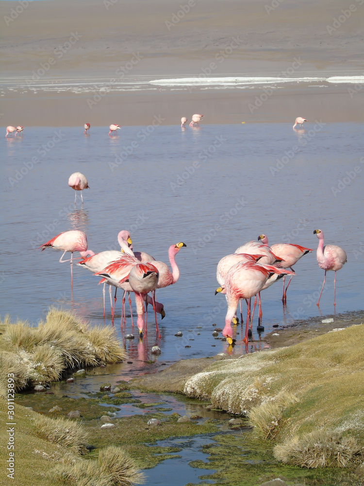 Fototapeta Laguna Colorada in Potosi Bolivia, reserve of 30,000 flamingos near the Salar de Uyuni