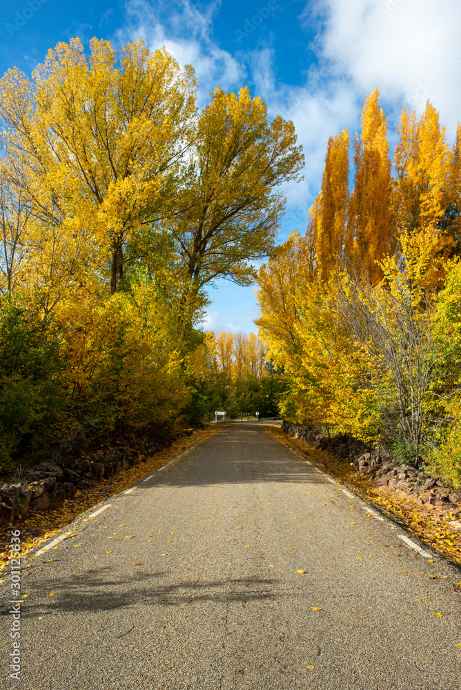 Road with autumn trees in Soria, Castilla Leon