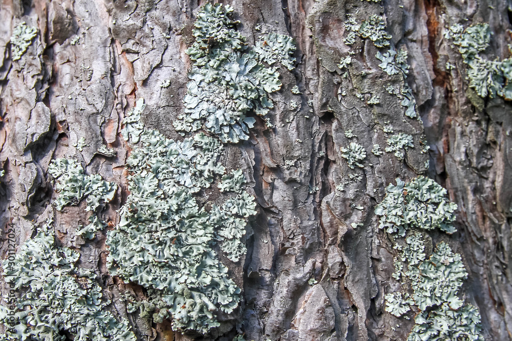 Fototapeta premium Pine bark with lichen. Background. Close up.