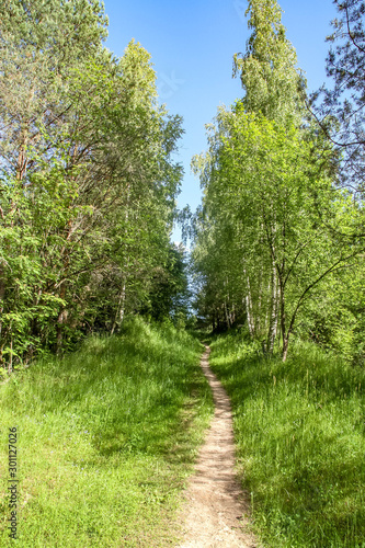 A narrow path in the forest in summer. The path up the hill. Vertical landscape.