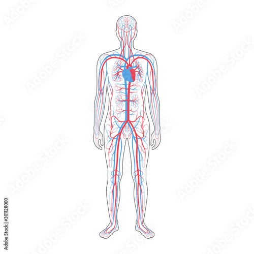 circulatory system anatomy
