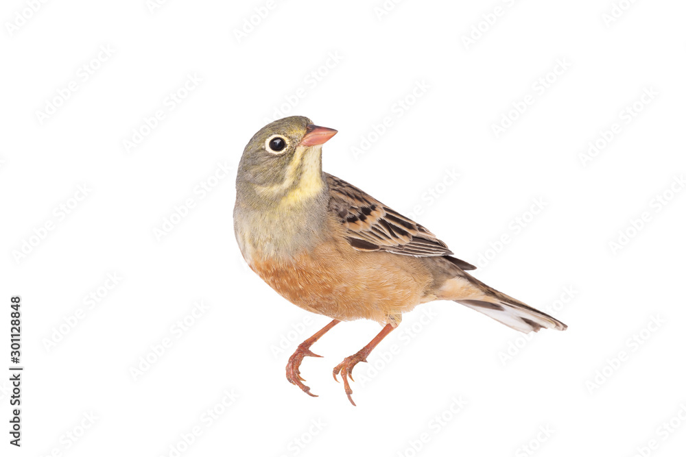 Fototapeta premium ortolan (Emberiza hortulana) isolated on a white background