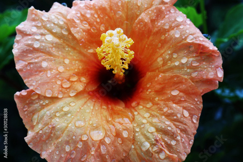 Hibiscus photo