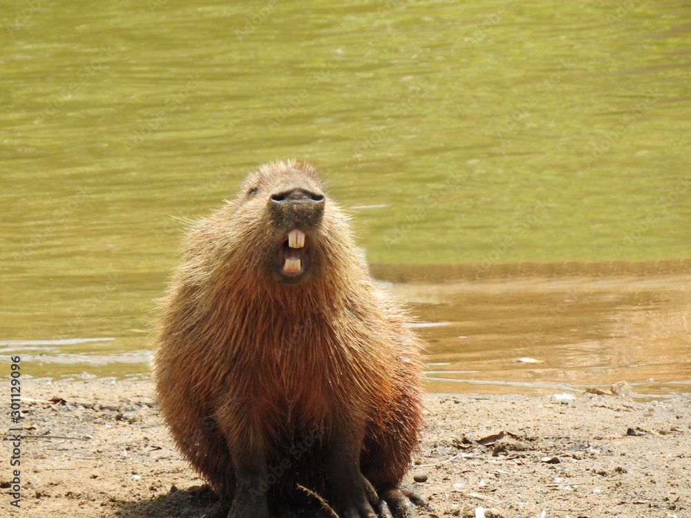 Capybara seen from the front, with its mouth open, showing its large rodent  teeth, on a warm day by a lake. This animal is a mammal native to South  America. Stock Photo |