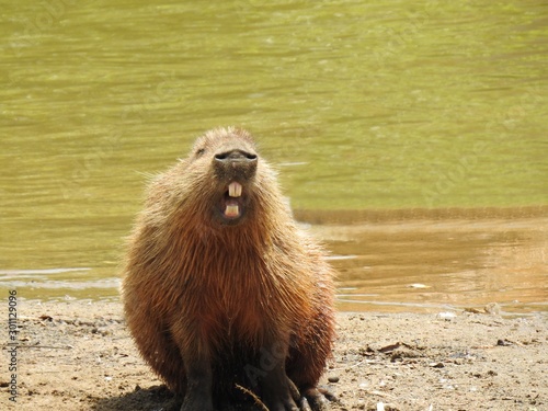 Capybara seen from the front, with its mouth open, showing its large rodent teeth, on a warm day by a lake. This animal is a mammal native to South America.