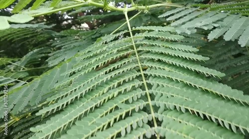 Closeup video of Green leaf 