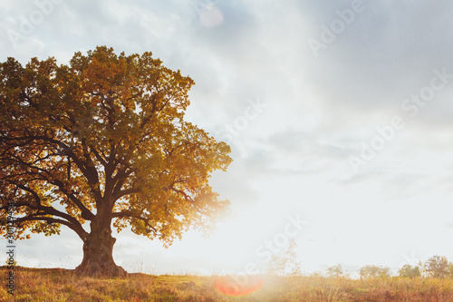 oak tree with yellow foliage at sunny autumn day photo