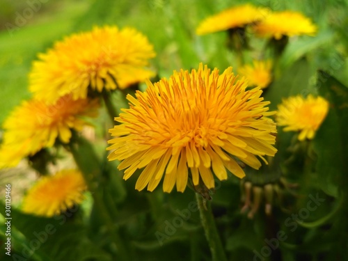 Yellow flowers. Dandelion macro. Dandelion flowers. Yellow flowers on green grass background. 