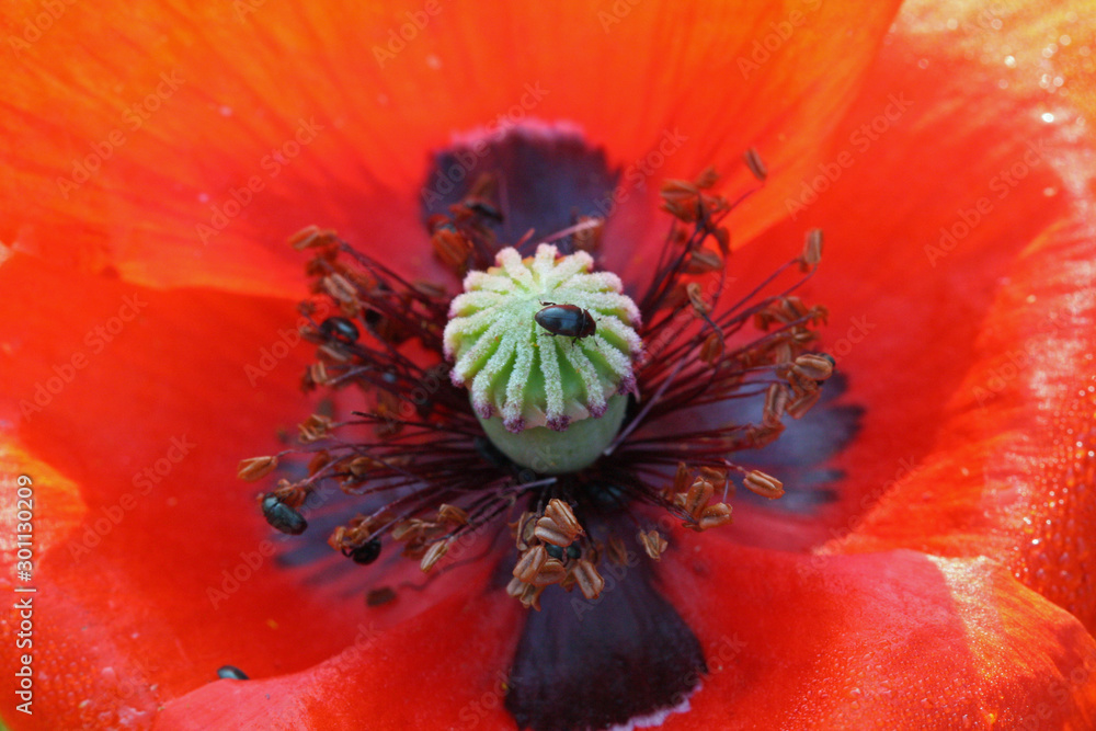 Klatschmohn