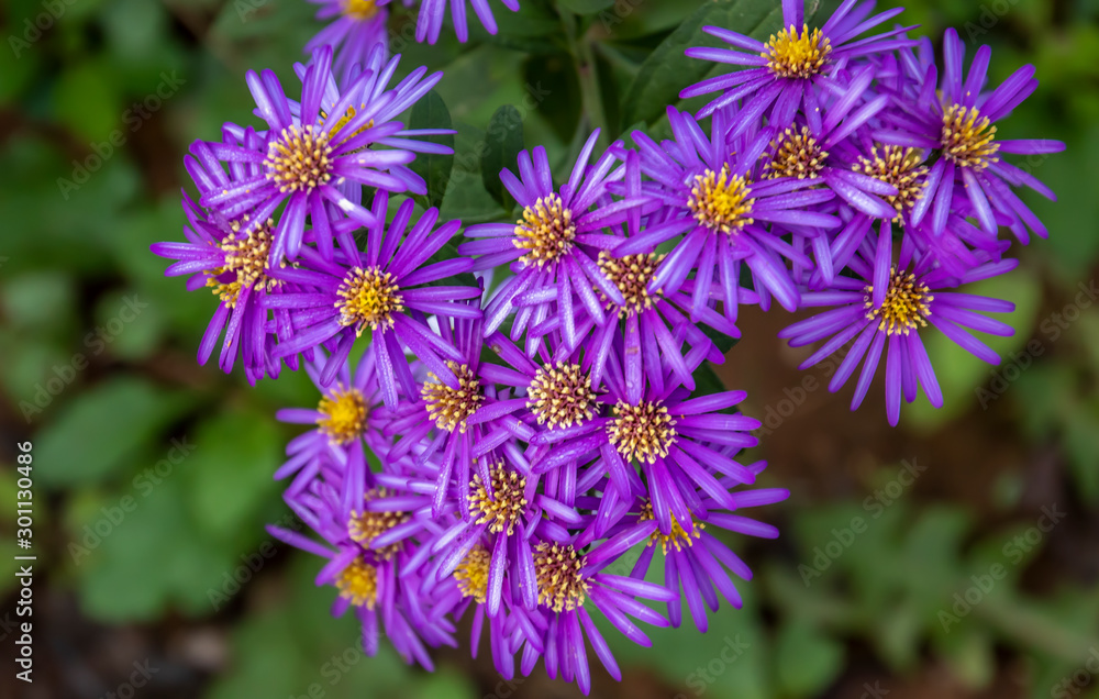Fototapeta premium purple flowers in the garden
