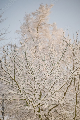 Winter branches of trees in hoarfrost