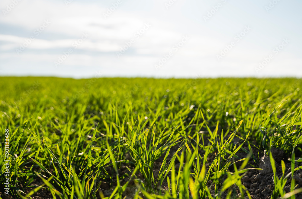 Young wheat seedlings growing on a field in autumn. Young green wheat growing in soil. Agricultural proces. Close up on sprouting rye agriculture on a field sunny day with blue sky. Sprouts of rye. Young wheat seedlings growing on a field in autumn. Young green wheat growing in soil. Agricultural proces. Close up on sprouting rye agriculture on a field sunny day with blue sky. Sprouts of rye.