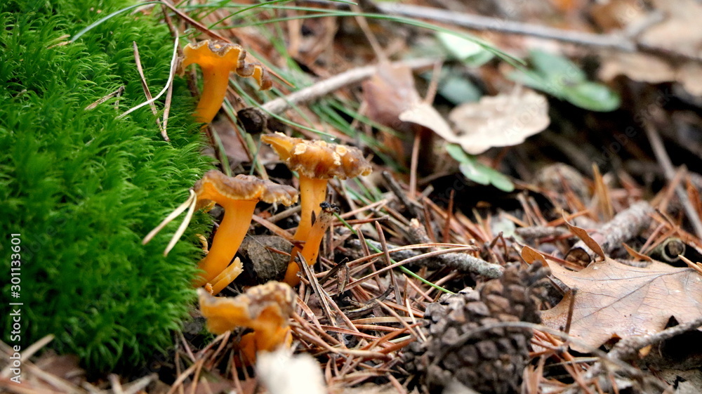 Wild mushrooms in the woods, forest. Amanita muscaria, agaric, chanterelle, boletus... (fungi). Healthy edible natural food. Careful poisonous, toxic. Green moss, texture Wild mushrooms in the woods, forest. Amanita muscaria, agaric, chanterelle, boletus... (fungi). Healthy edible natural food. Careful poisonous, toxic. Green moss, texture