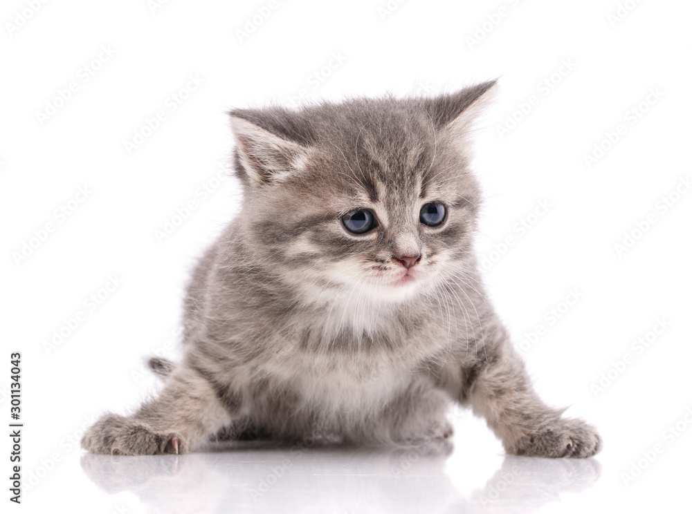Gray domestic kitten on a white background