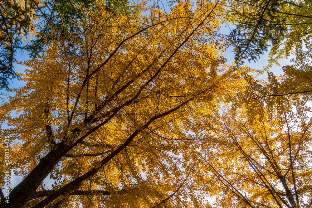 yellow ginkgo tree in south korea yellow ginkgo tree in south korea
