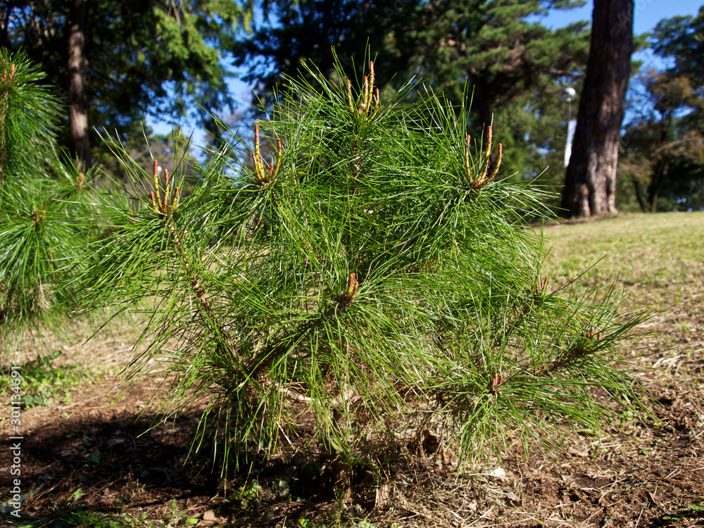 Obraz premium 若い松の木