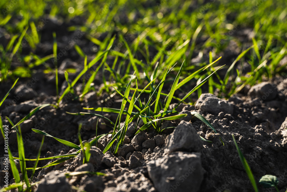 Fototapeta premium Young wheat seedlings growing on a field in autumn. Young green wheat growing in soil. Agricultural proces. Close up on sprouting rye agriculture on a field sunny day with blue sky. Sprouts of rye.