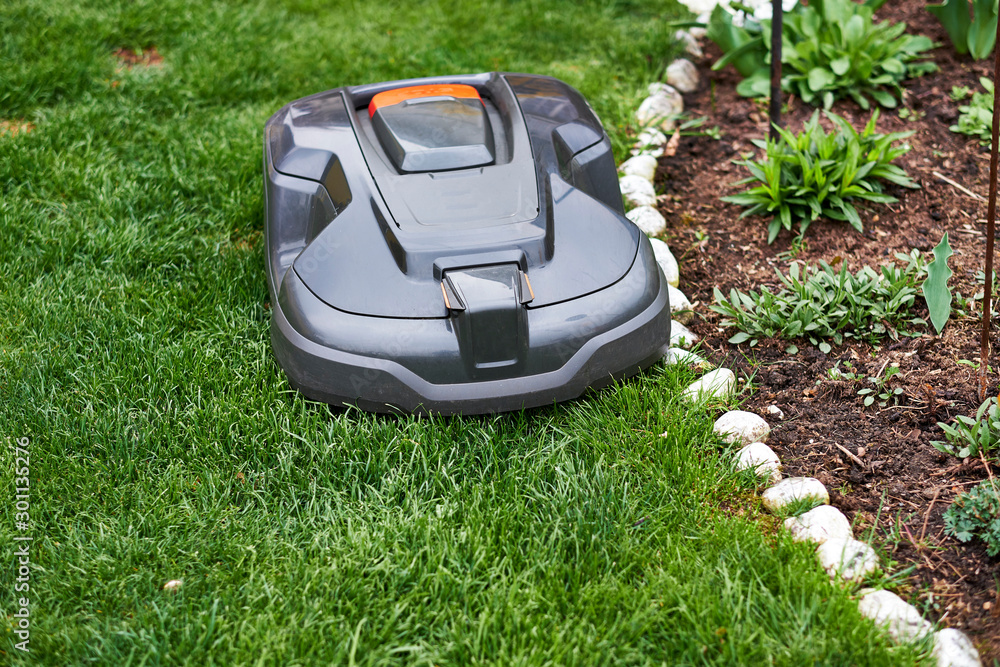 Fototapeta premium lawn robot mowss the lawn