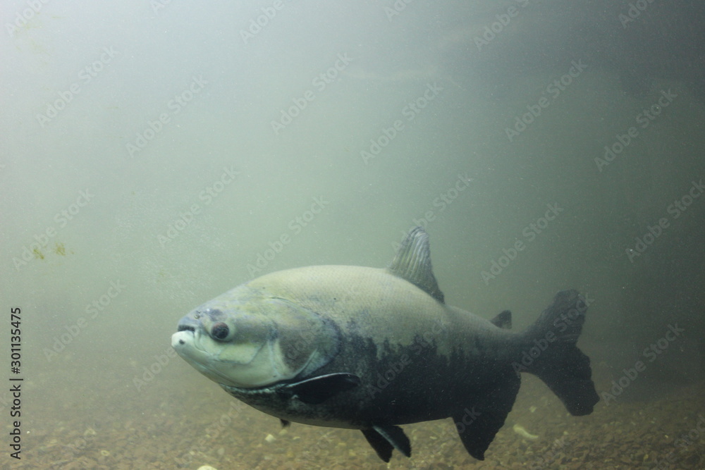 Fototapeta premium fish in aquarium