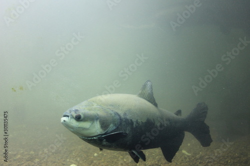 fish in aquarium