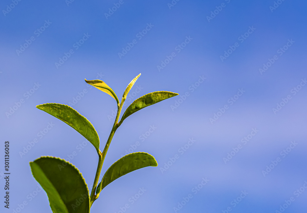 Green tea young leaf Green tea young leaf