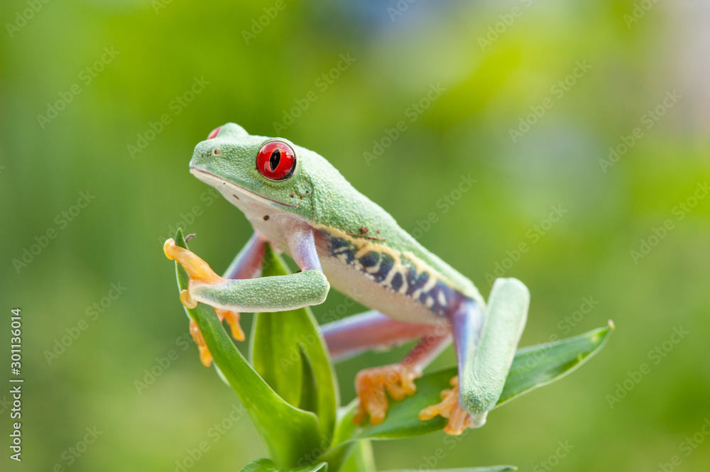 Obraz premium Agalychnis callidryas