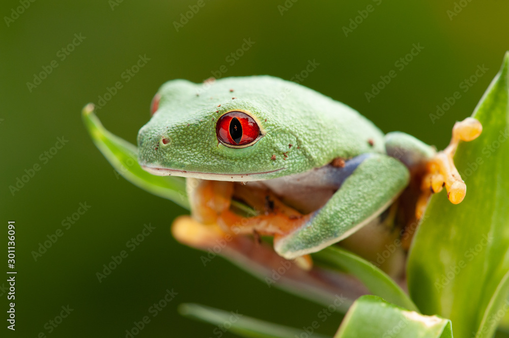 Obraz premium Agalychnis callidryas