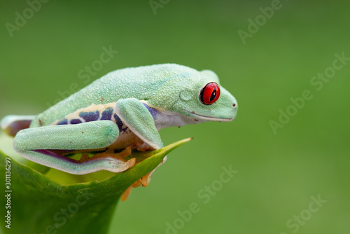 Agalychnis callidryas 