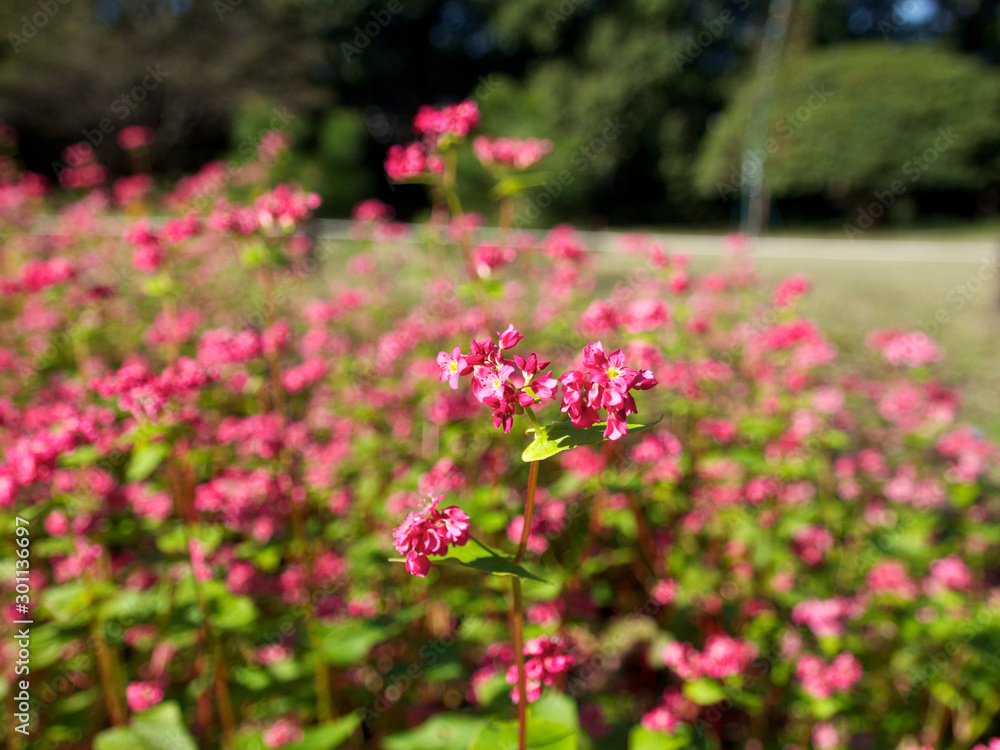 Obraz premium 赤色の蕎麦の花