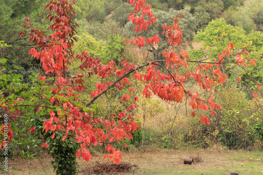 Árbol de palo santo con hojas de colores caídas en el suelo en invierno entre árboles diferentes foto de | Adobe Stock