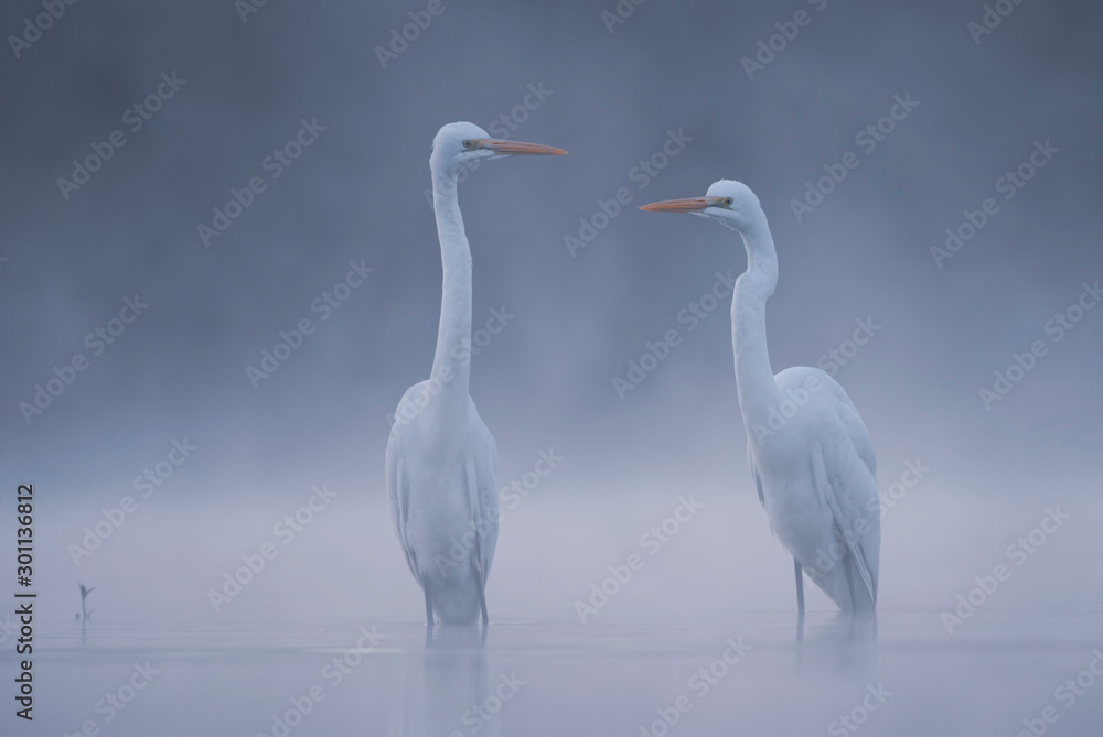 Realistic Great White Egrets in the morning lake in fog. Realistic Great White Egrets in the morning lake in fog.
