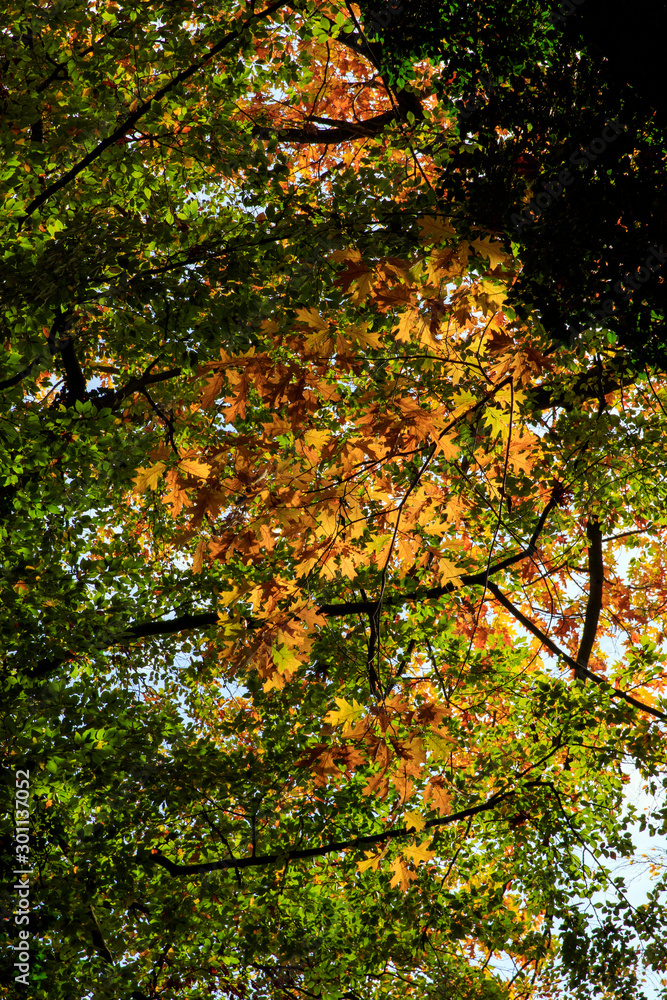 La tête dans les arbres en automnes