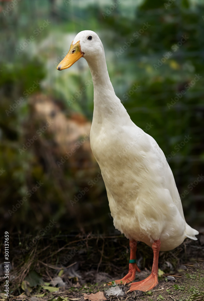 White Indian Runner Ducks