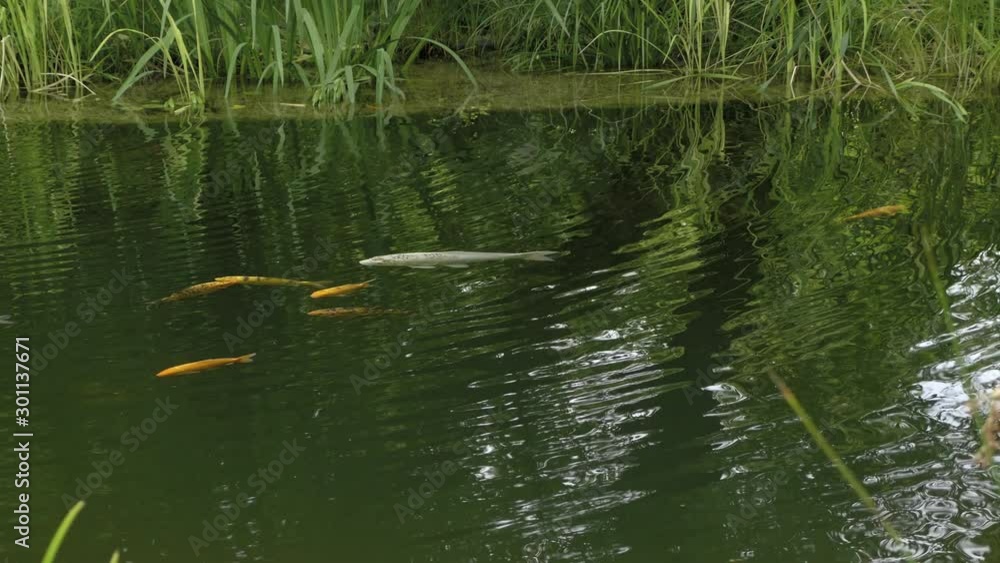 Koi carp in garden pond. Wavy surface of pond, grass and reeds nearby. Floating fish in water, golden crucian Koi carp in garden pond. Wavy surface of pond, grass and reeds nearby. Floating fish in water, golden crucian