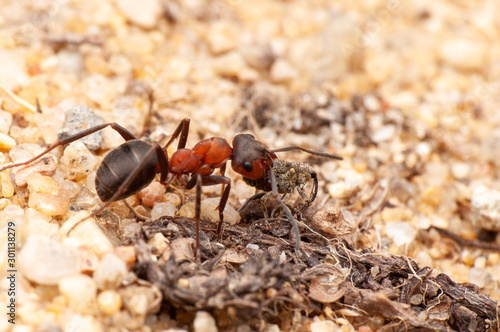 Ant © piotr