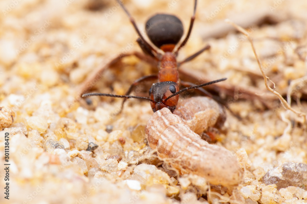 Ant Ant