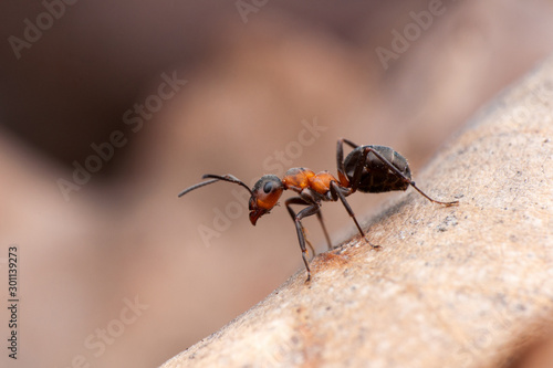 Ant